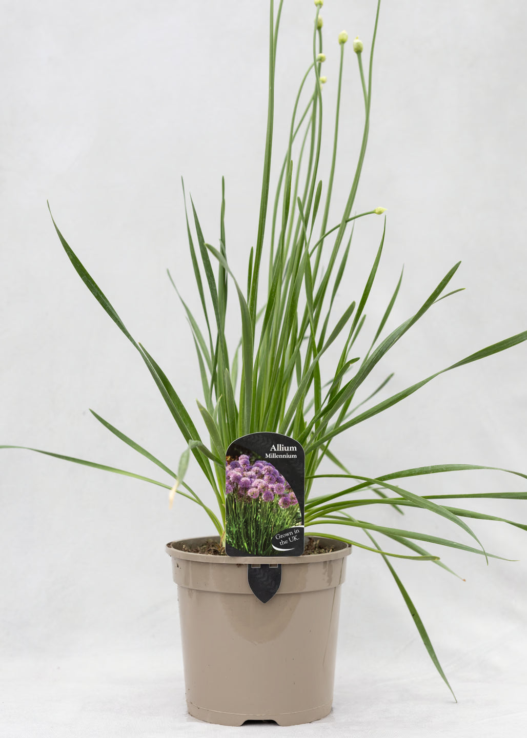 Allium 'Millenium'