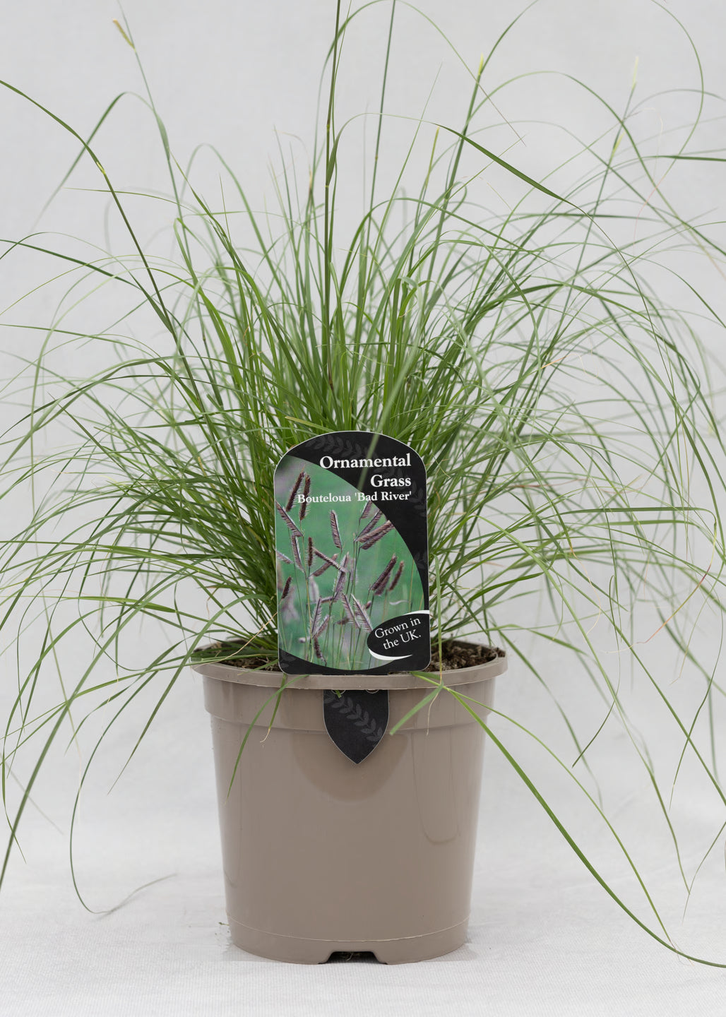 Bouteloua gracilis 'Bad River'