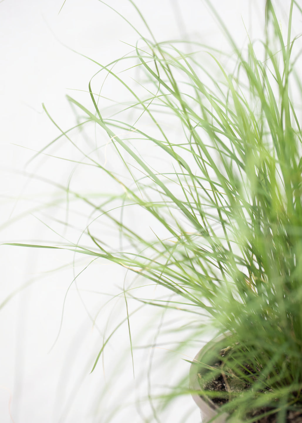 Bouteloua gracilis 'Bad River'