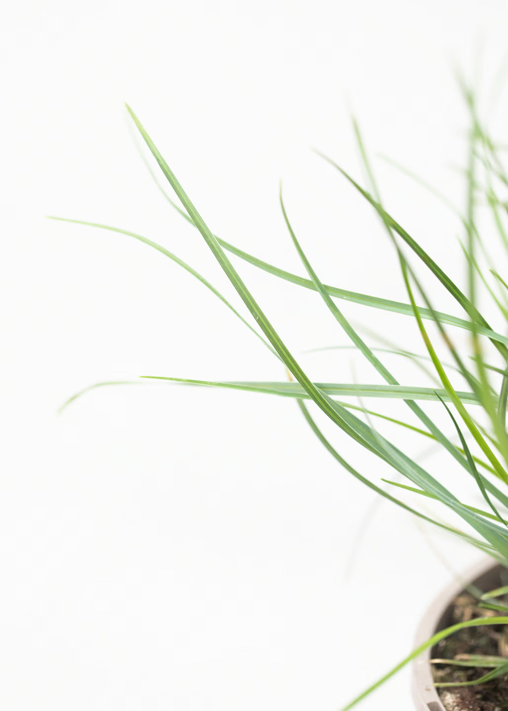 Sesleria caerulea