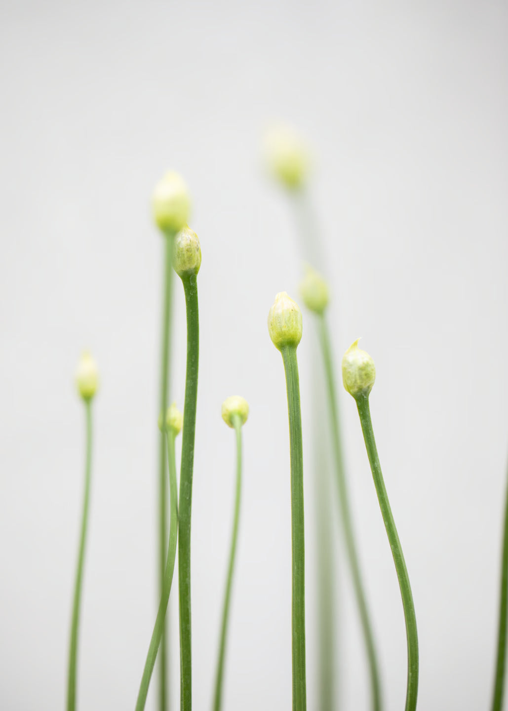 Allium 'Millenium'