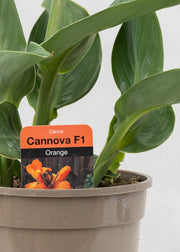 Canna 'Cannova Orange Shades'