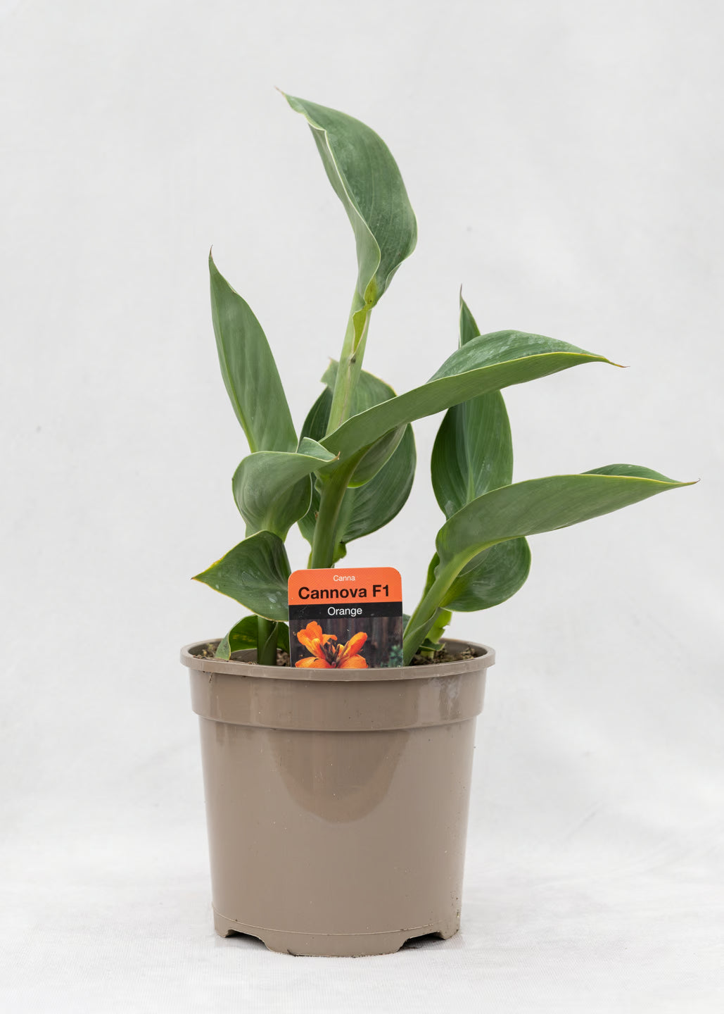 Canna 'Cannova Orange Shades'