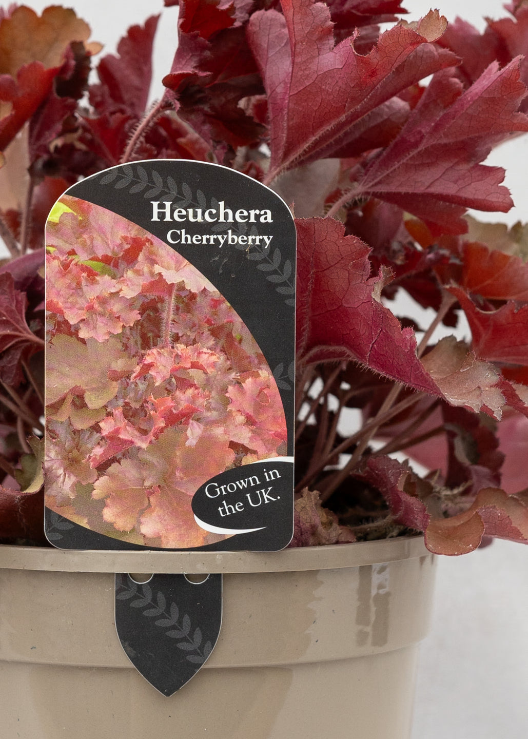 Heuchera 'Cherryberry'
