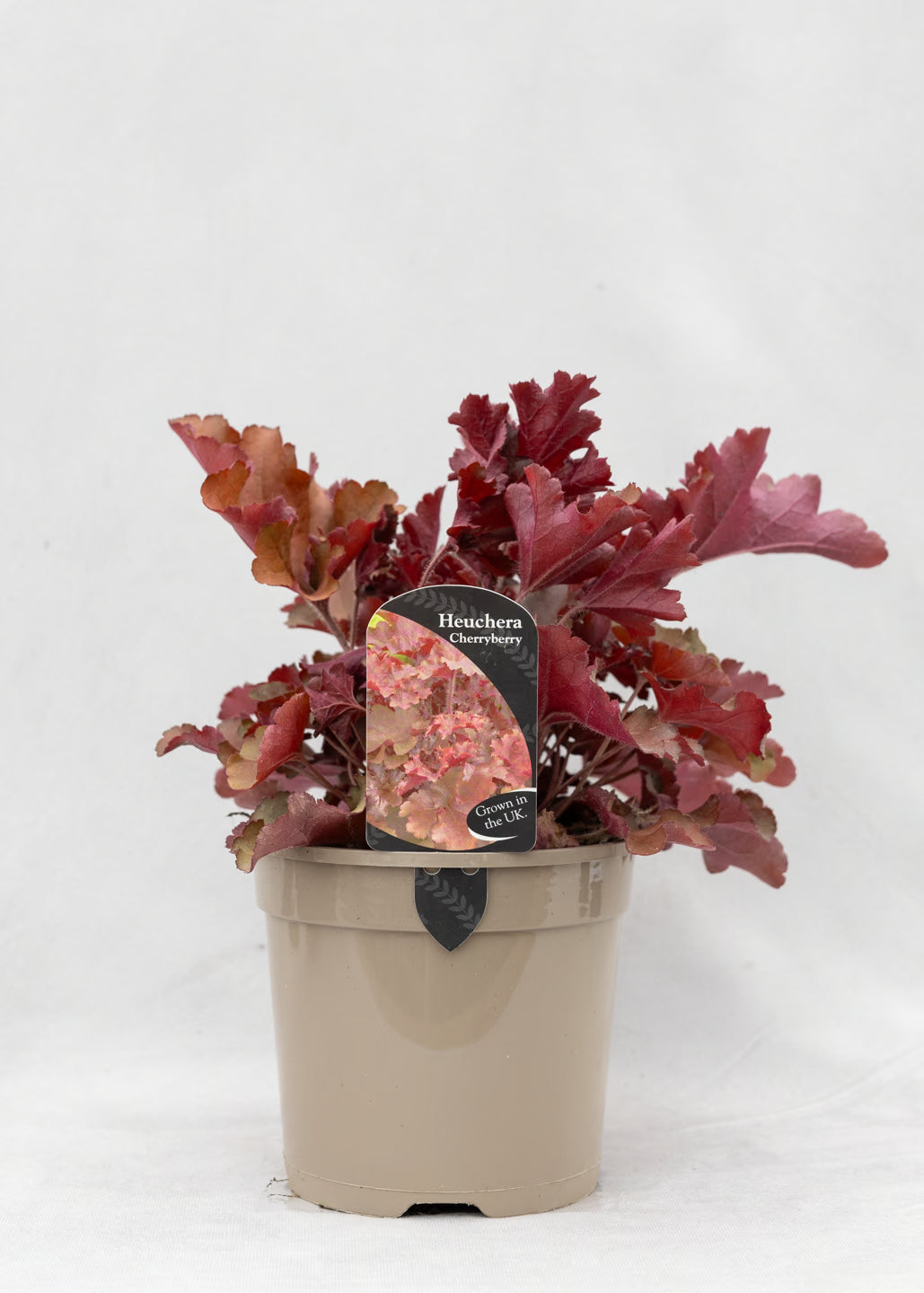 Heuchera 'Cherryberry'