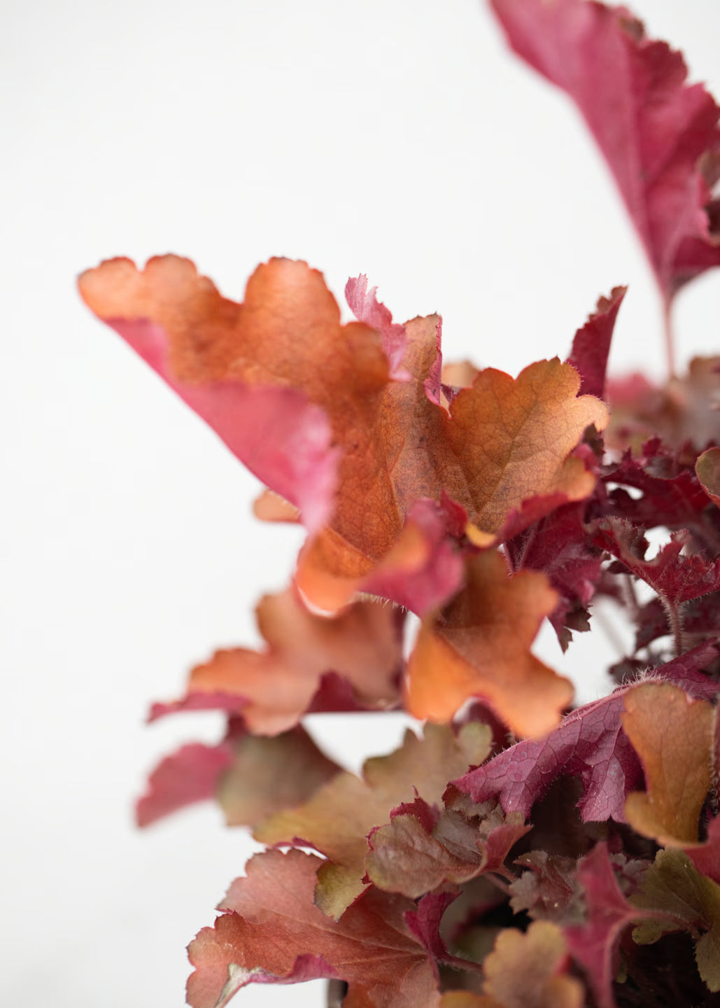 Heuchera 'Cherryberry'