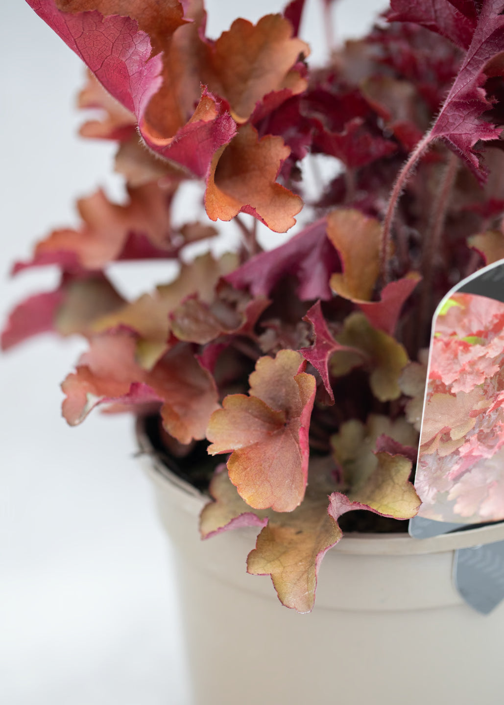 Heuchera 'Cherryberry'