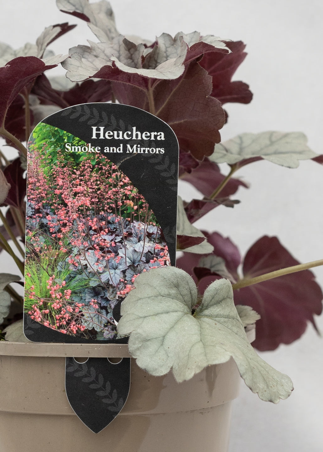 Heuchera 'Smoke and Mirrors'