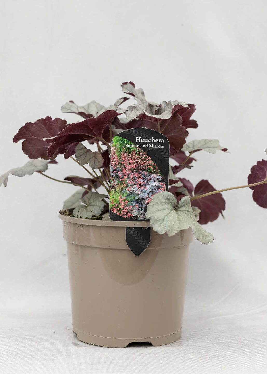 Heuchera 'Smoke and Mirrors'
