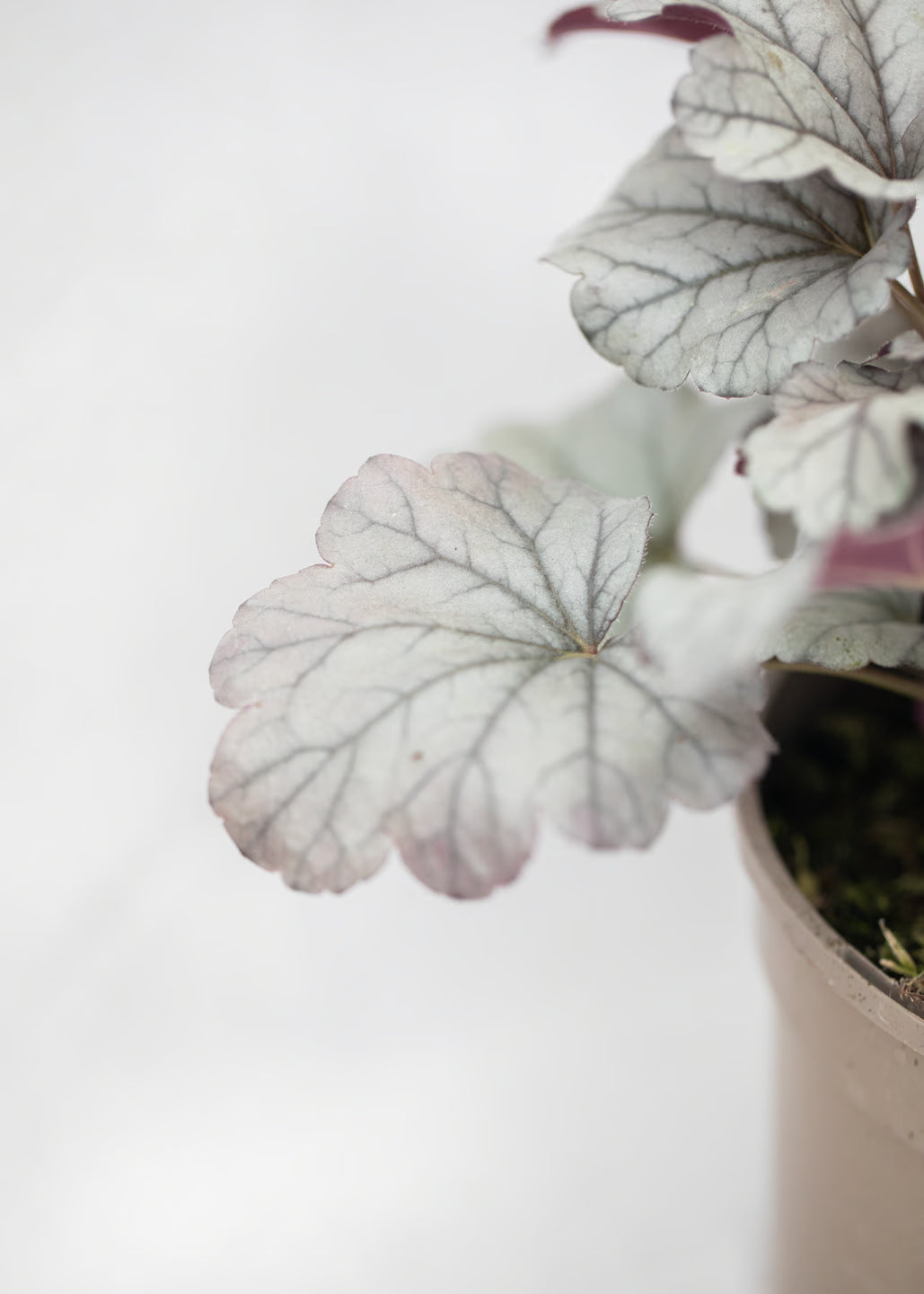 Heuchera 'Smoke and Mirrors'