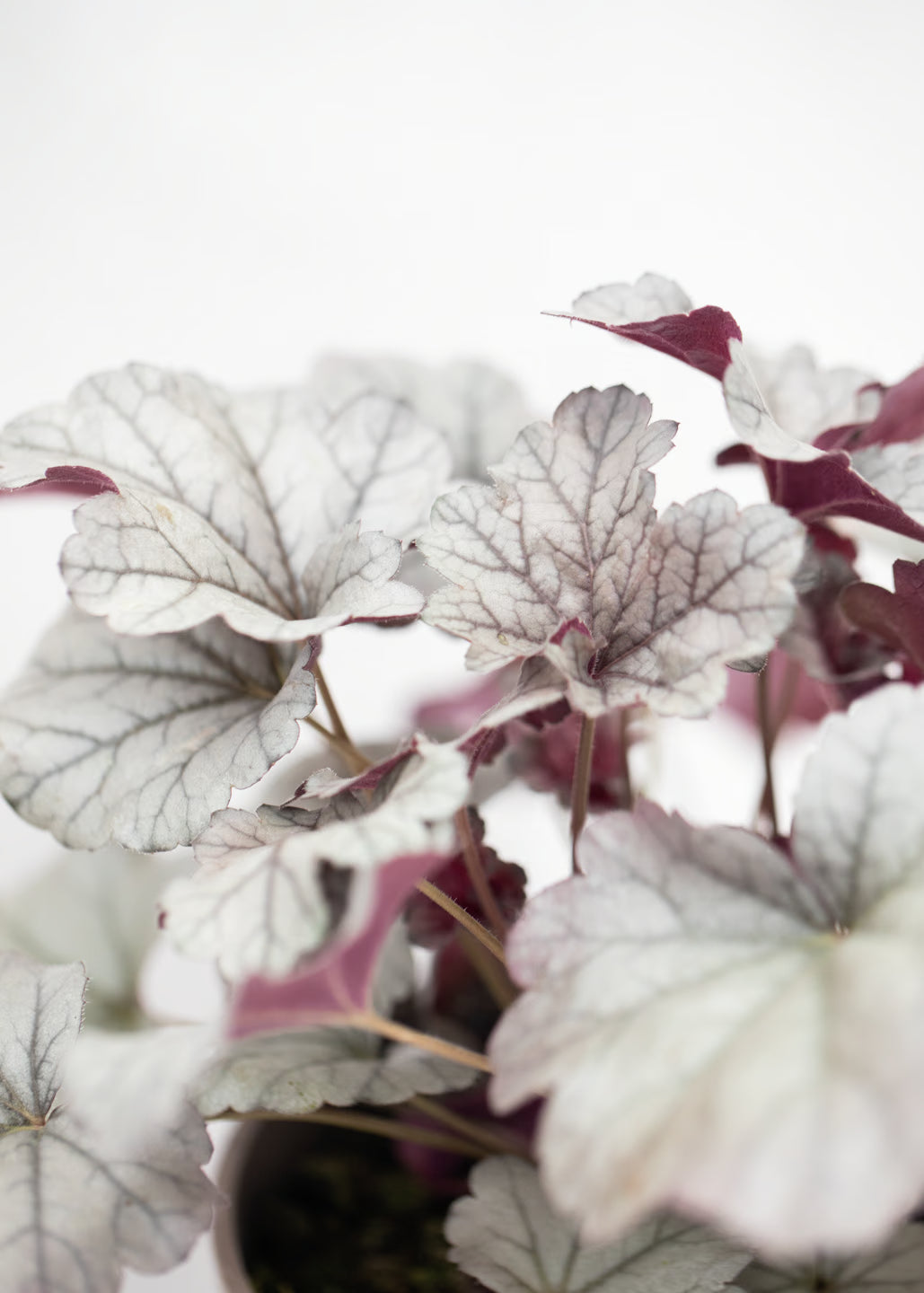 Heuchera 'Smoke and Mirrors'