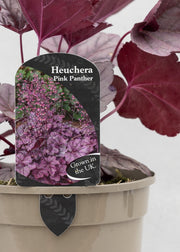 Heuchera 'Pink Panther'