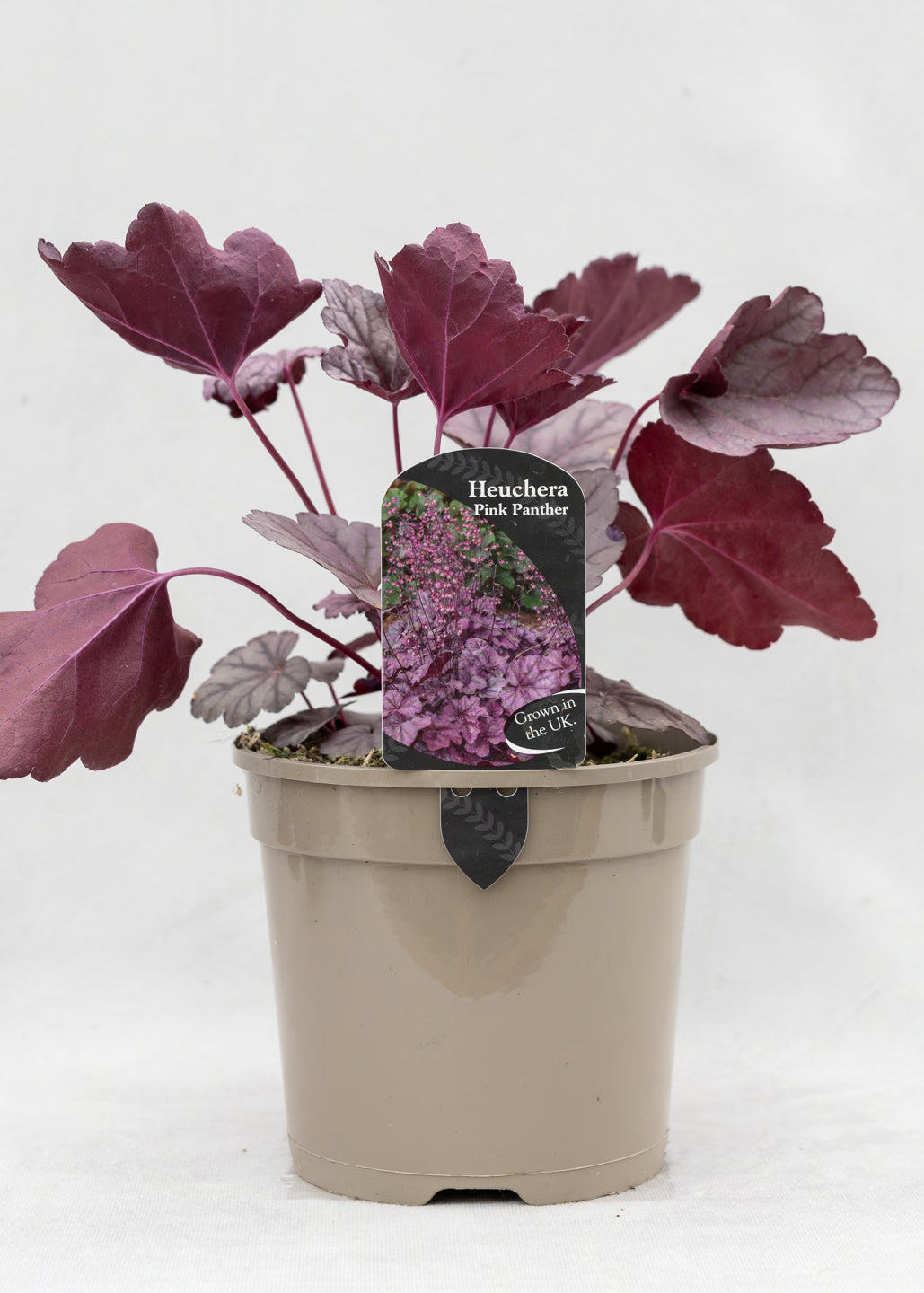 Heuchera 'Pink Panther'