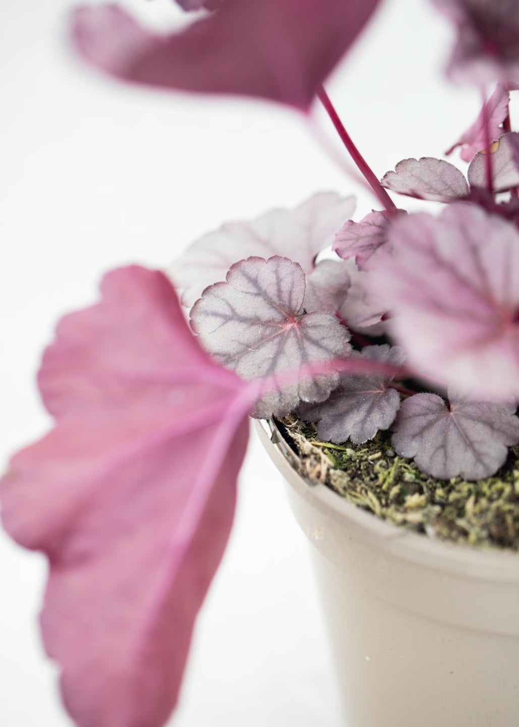 Heuchera 'Pink Panther'