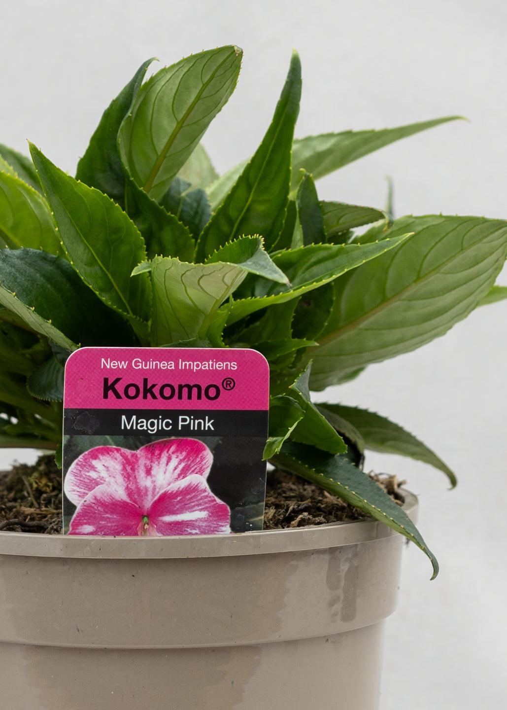 Impatiens 'New Guinea Magic Pink'