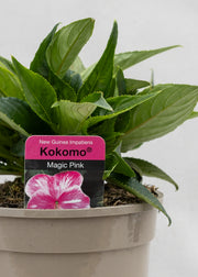 Impatiens 'New Guinea Magic Pink'