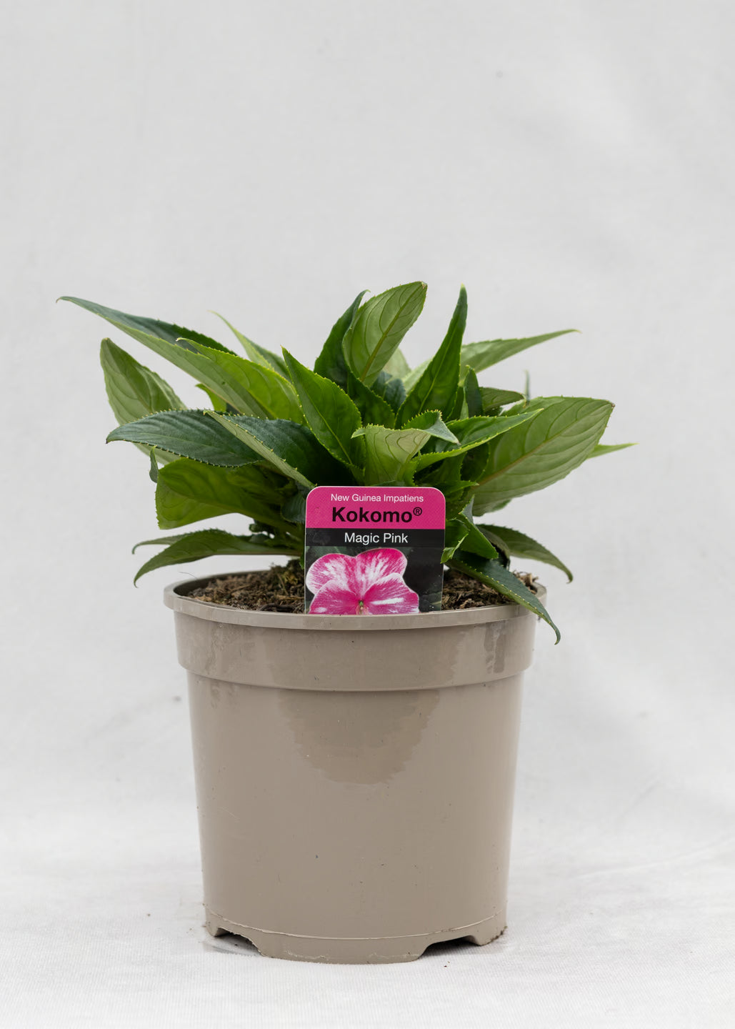 Impatiens 'New Guinea Magic Pink'
