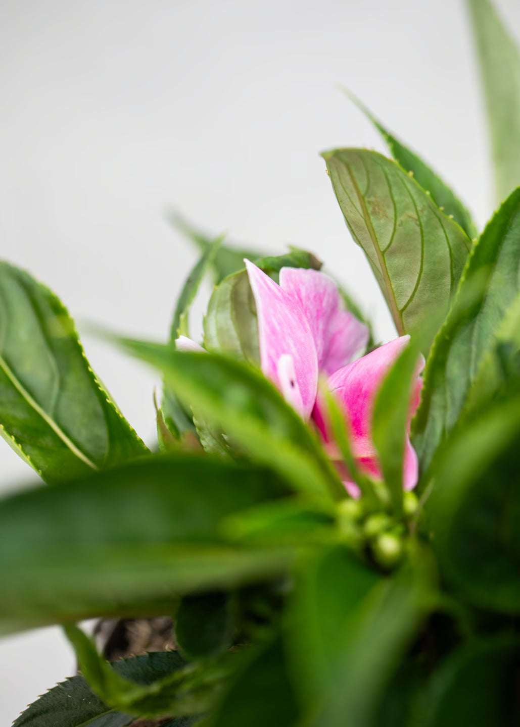 Impatiens 'New Guinea Magic Pink'