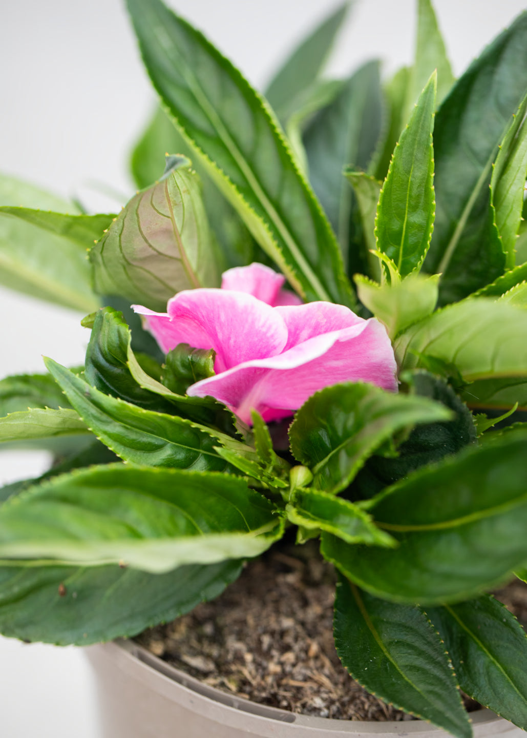 Impatiens 'New Guinea Magic Pink'