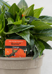 Impatiens 'New Guinea Orange'