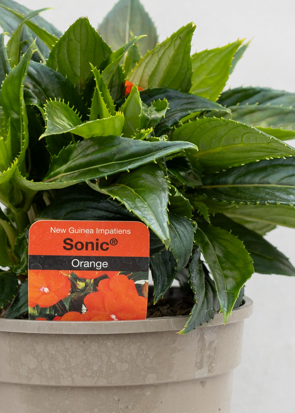 Impatiens 'New Guinea Orange'
