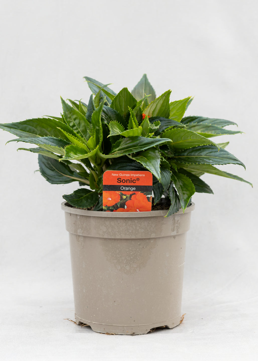 Impatiens 'New Guinea Orange'