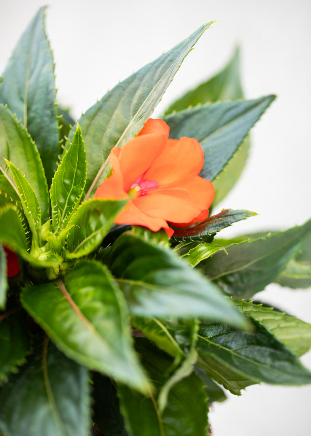 Impatiens 'New Guinea Orange'