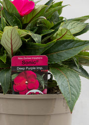 Impatiens 'New Guinea Deep Purple'
