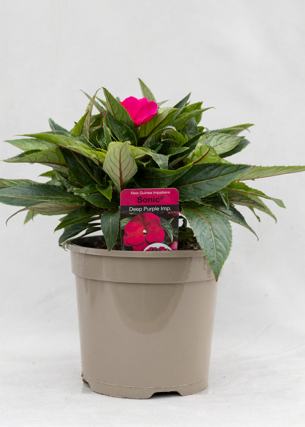 Impatiens 'New Guinea Deep Purple'