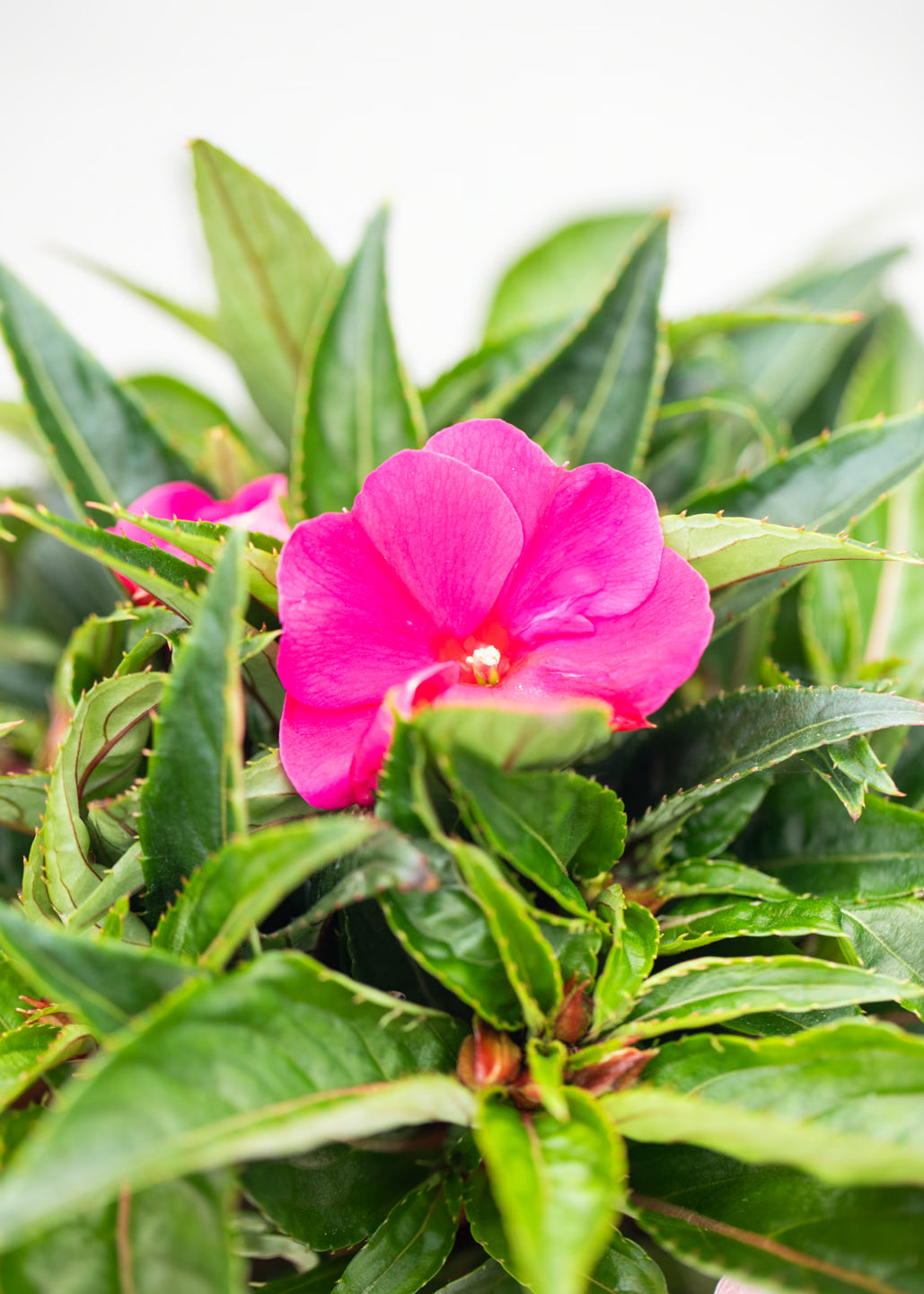 Impatiens 'New Guinea Deep Purple'