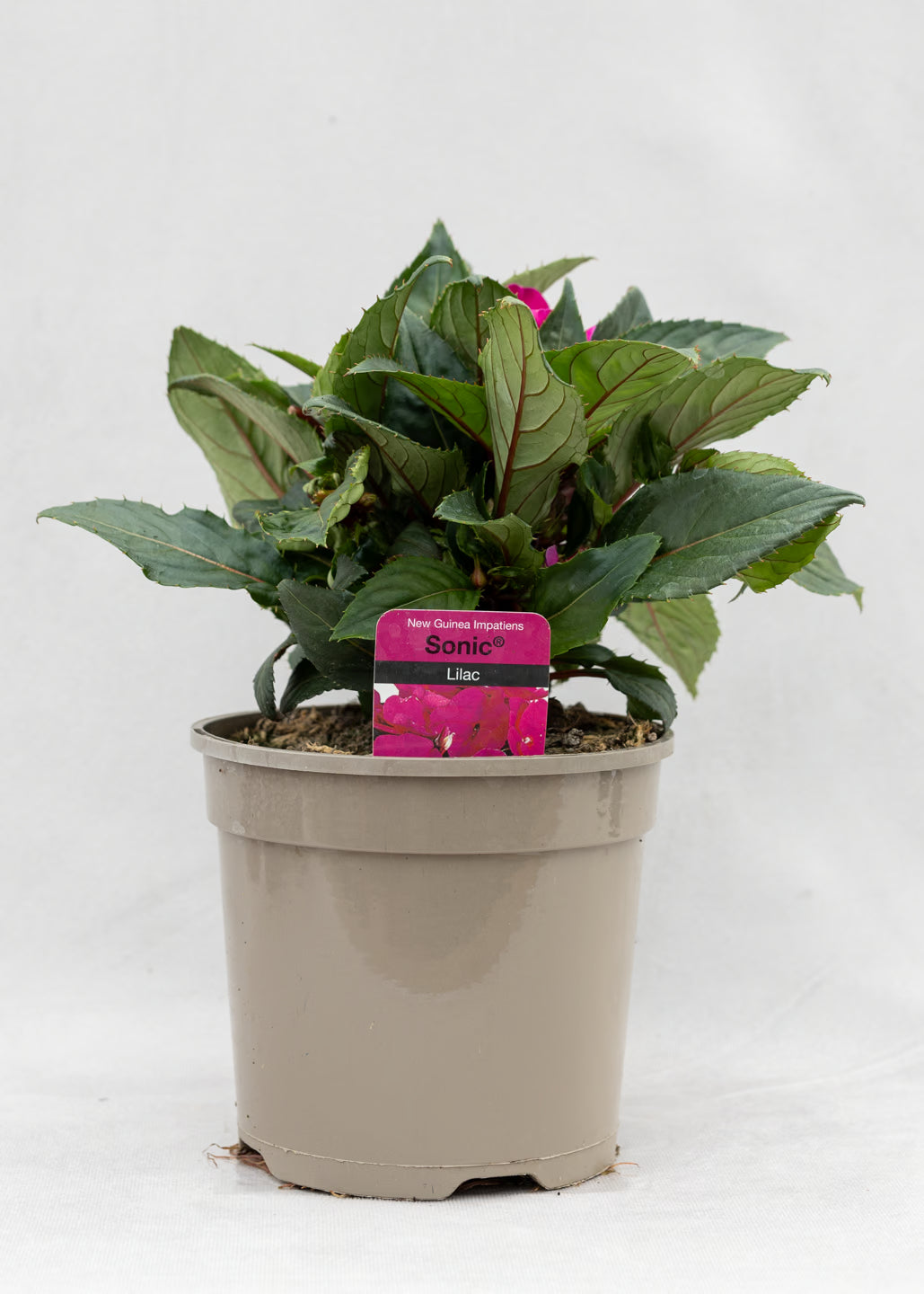 Impatiens 'New Guinea Lilac'