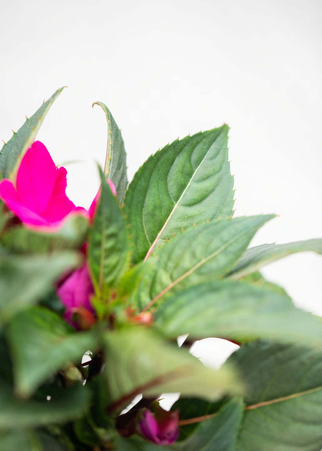 Impatiens 'New Guinea Lilac'