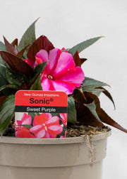 Impatiens 'New Guinea Sweet Purple'