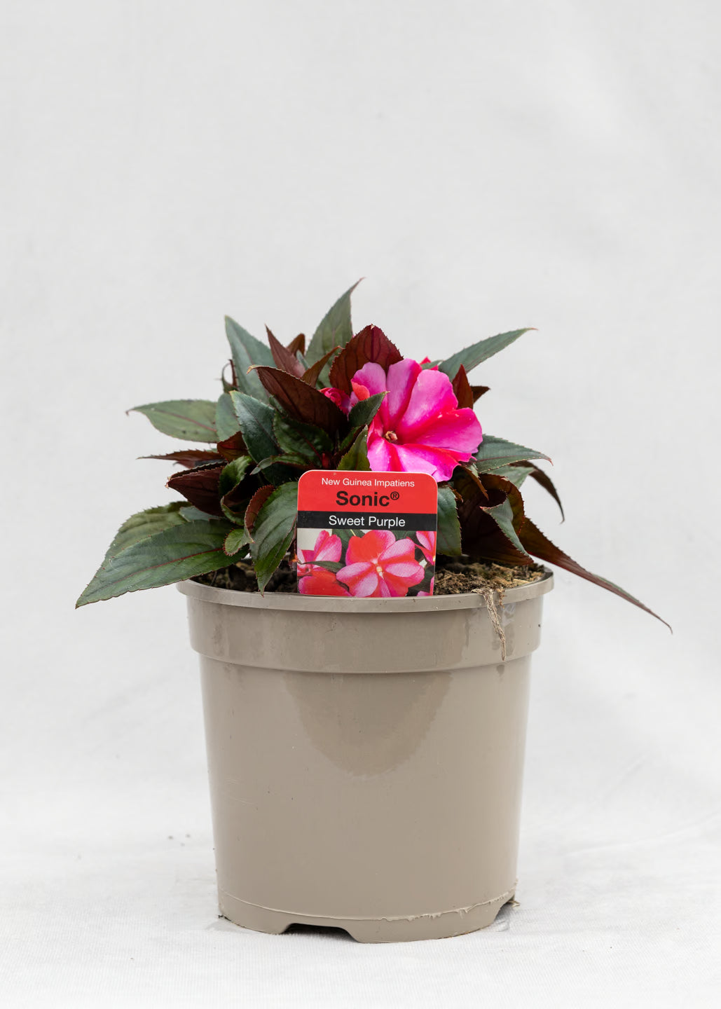 Impatiens 'New Guinea Sweet Purple'