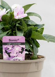 Impatiens 'New Guinea Light Lavender'