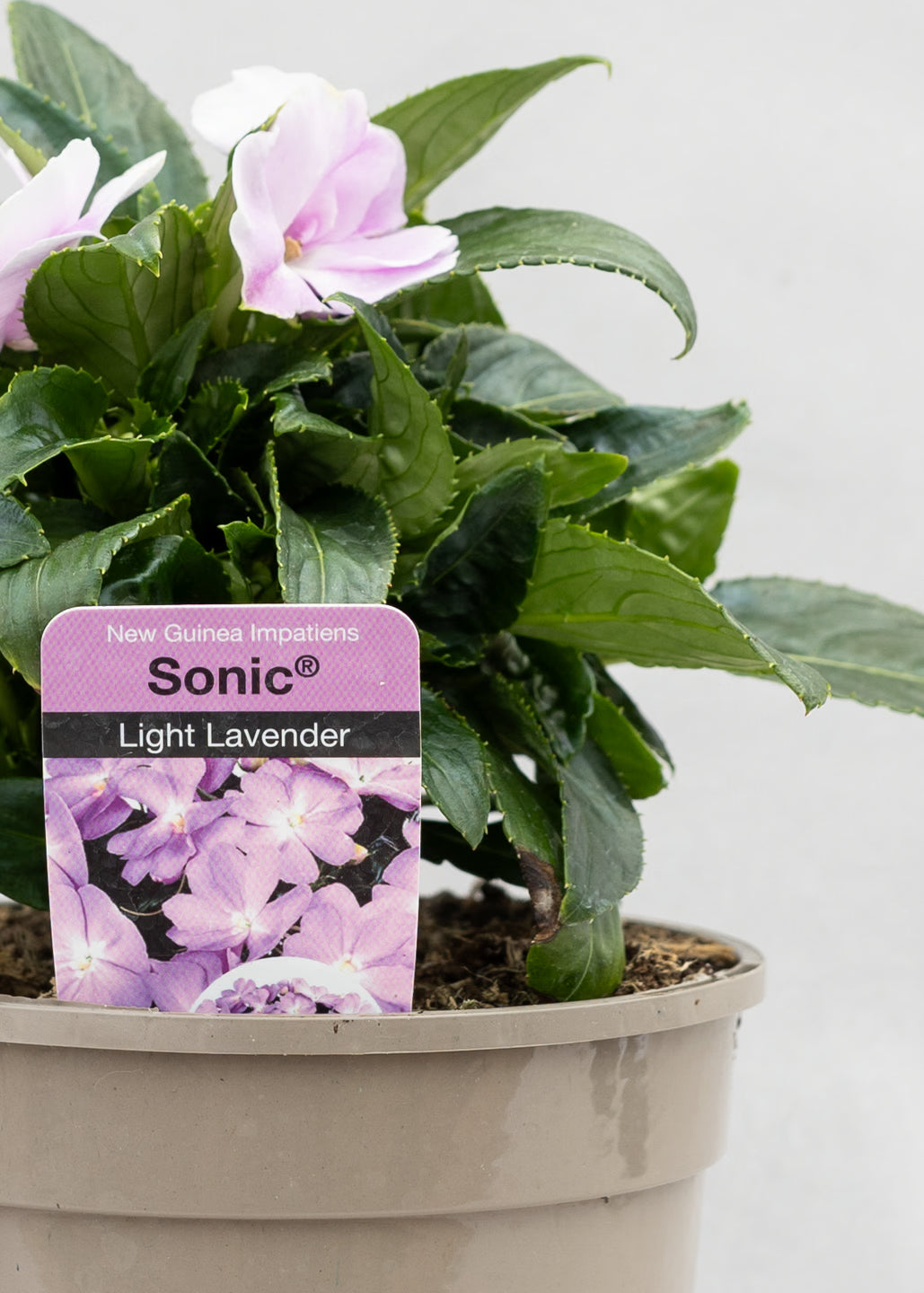 Impatiens 'New Guinea Light Lavender'