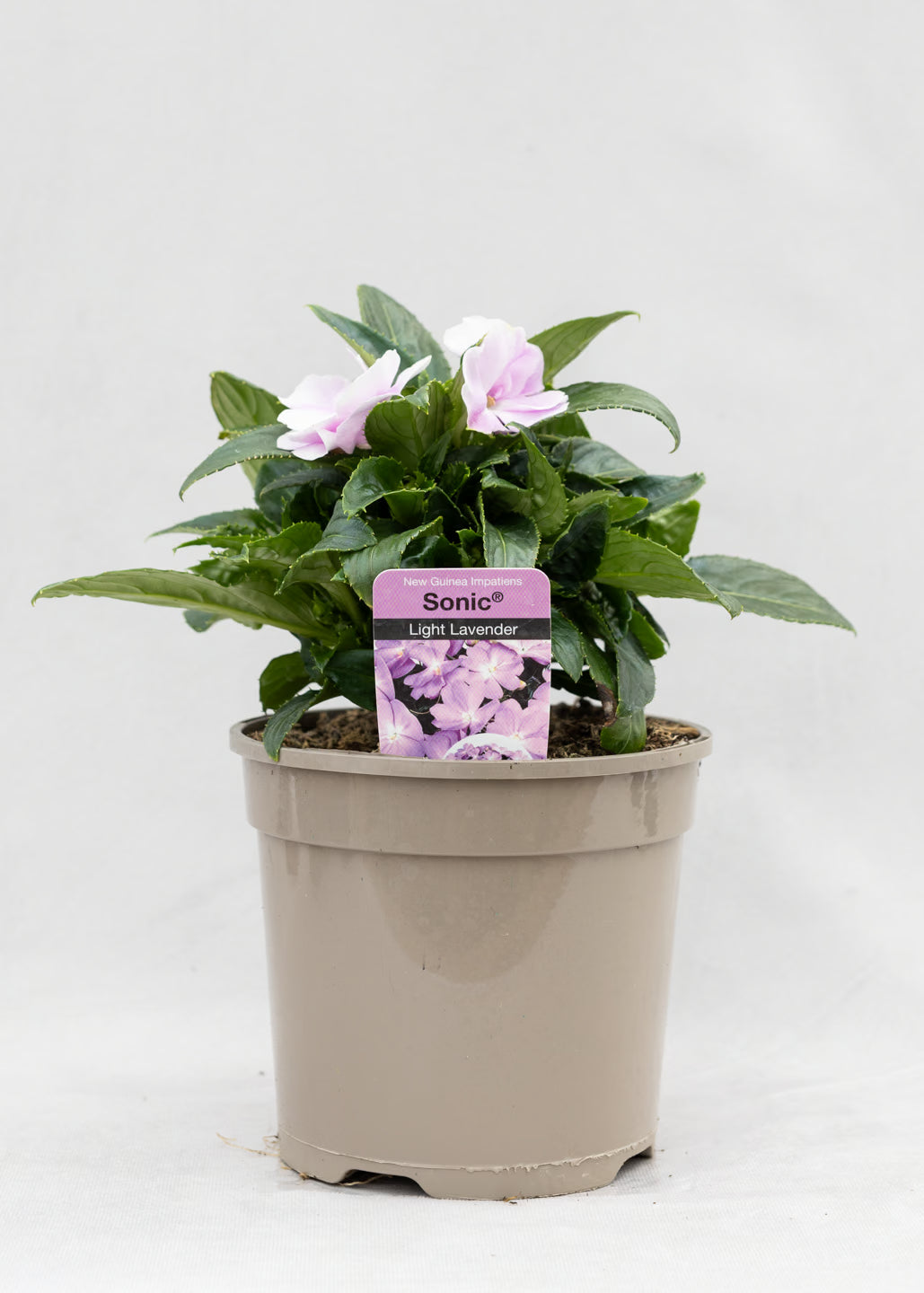 Impatiens 'New Guinea Light Lavender'