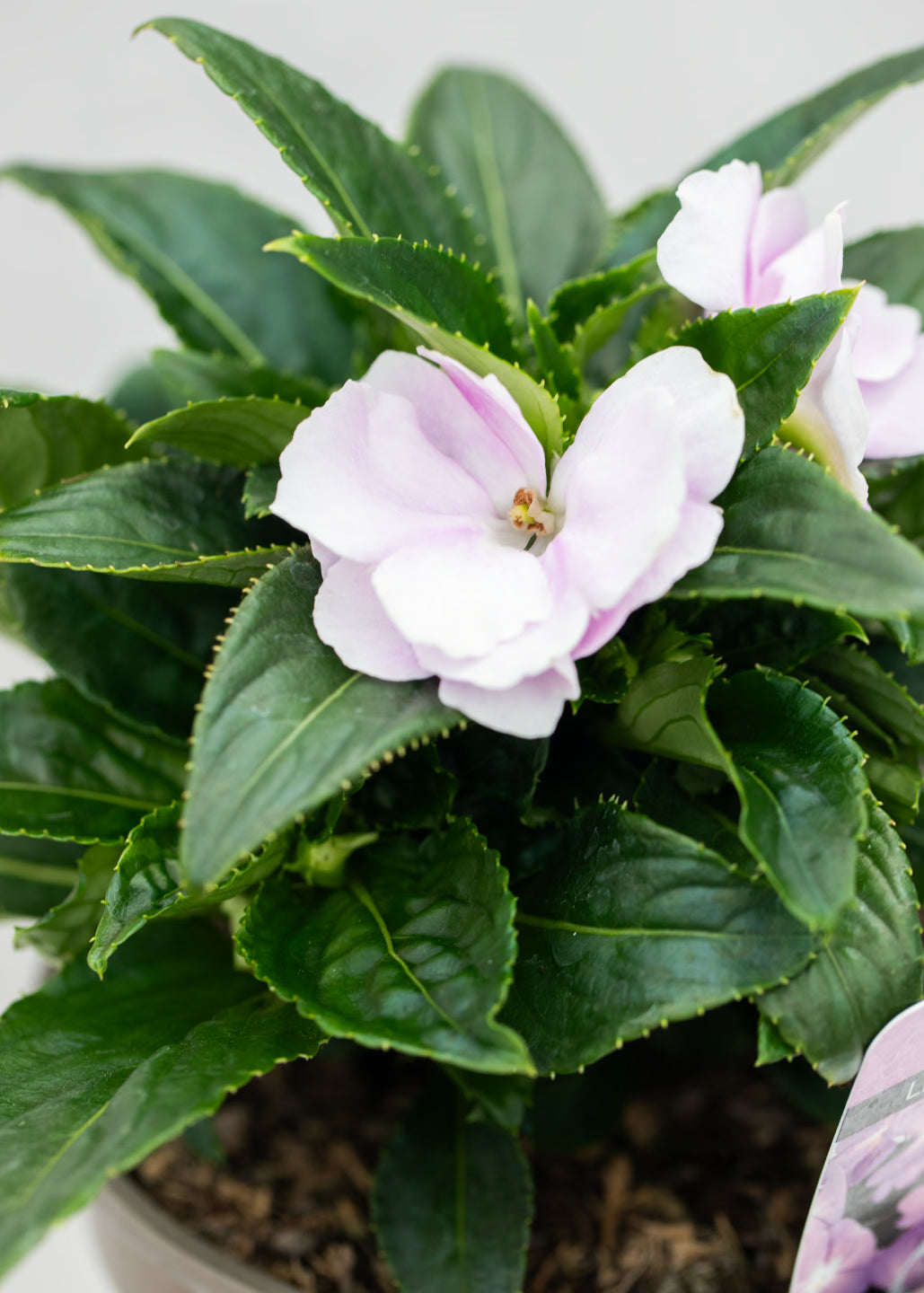 Impatiens 'New Guinea Light Lavender'
