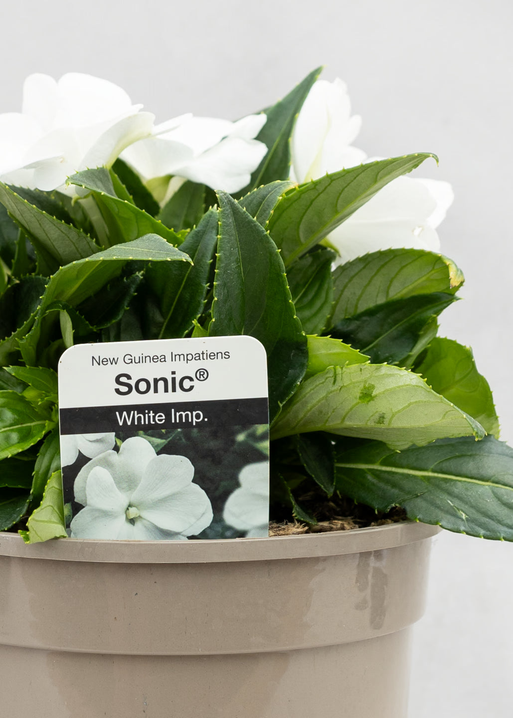 Impatiens 'New Guinea White'