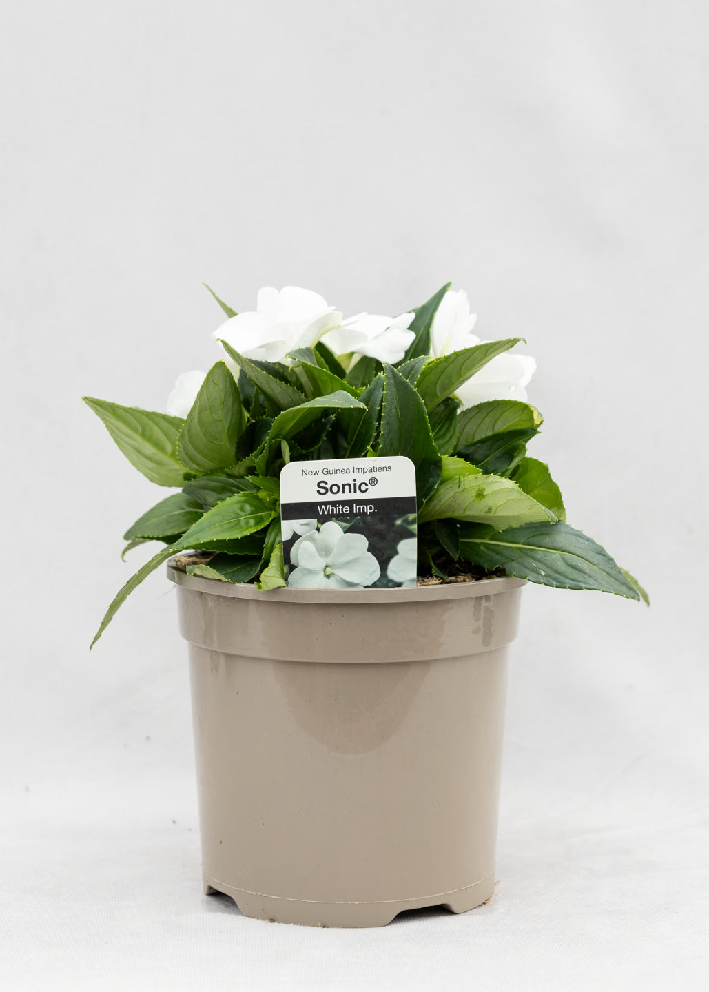 Impatiens 'New Guinea White'