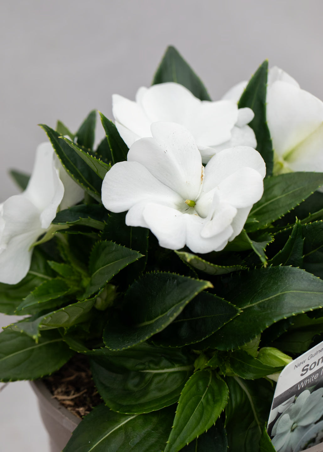 Impatiens 'New Guinea White'