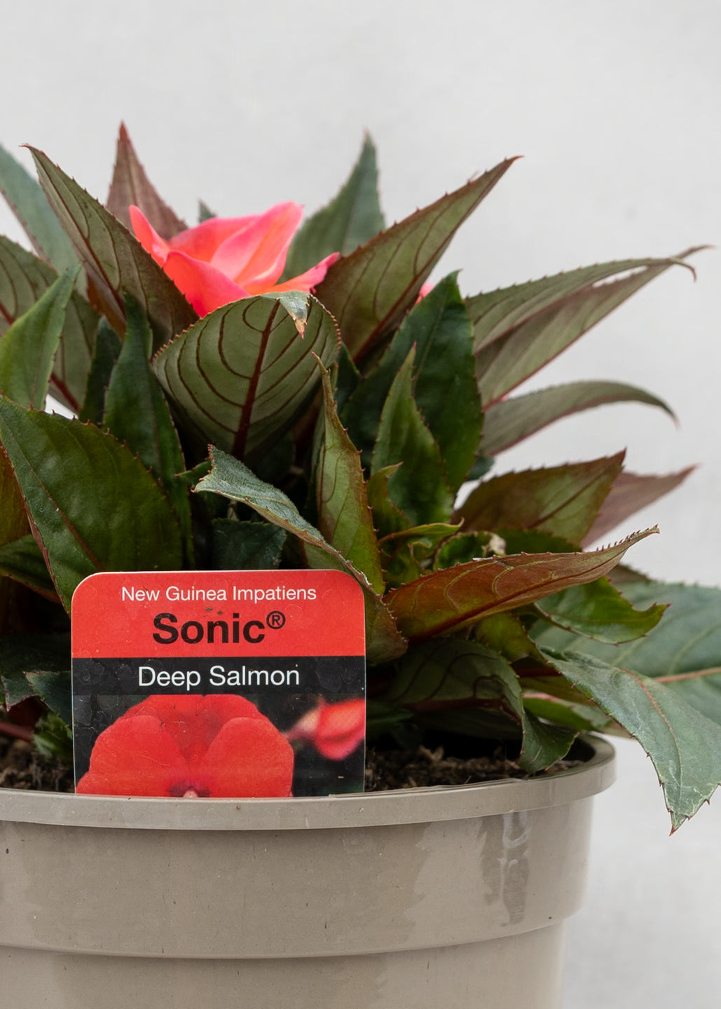 Impatiens 'New Guinea Deep Salmon'