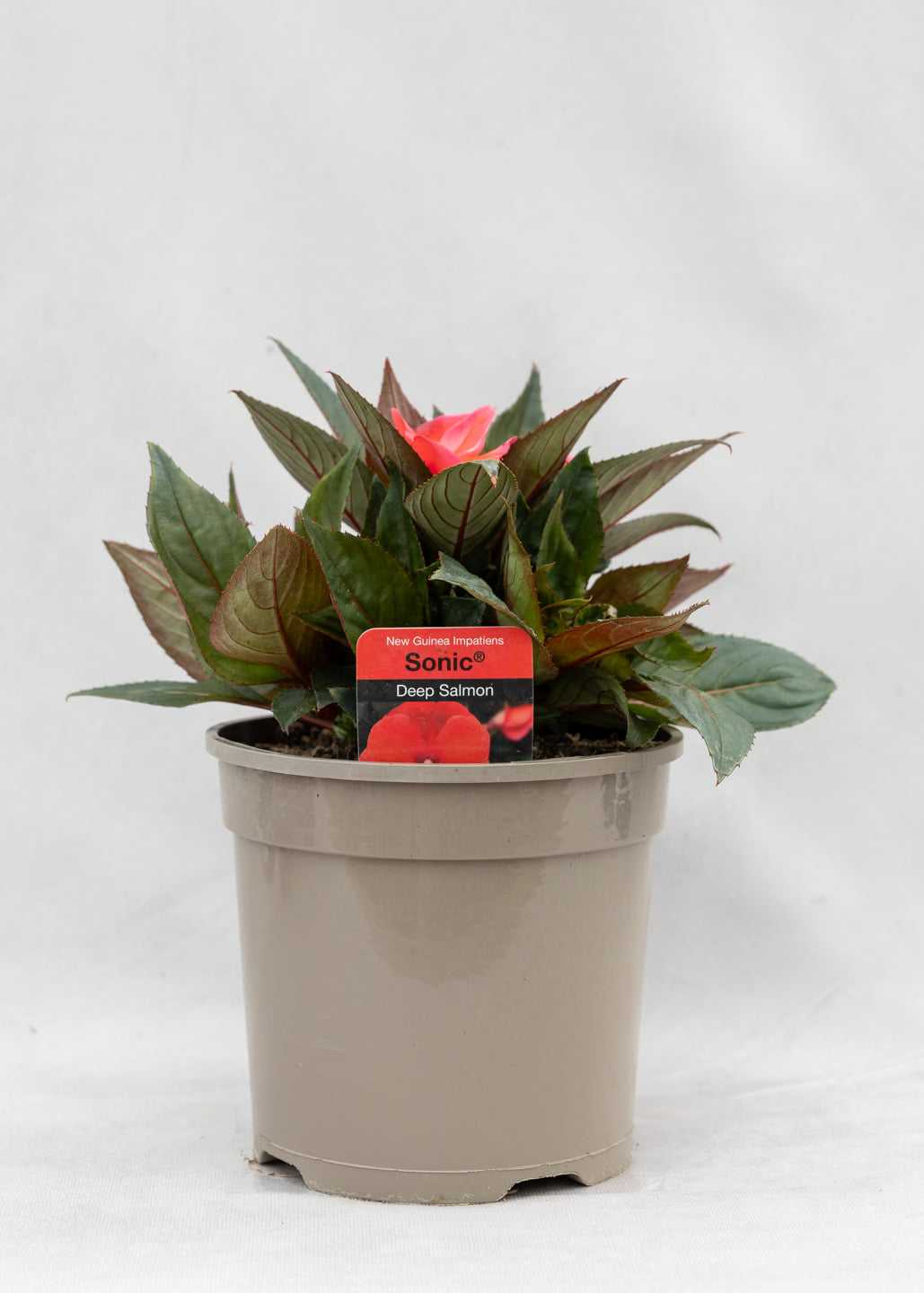 Impatiens 'New Guinea Deep Salmon'