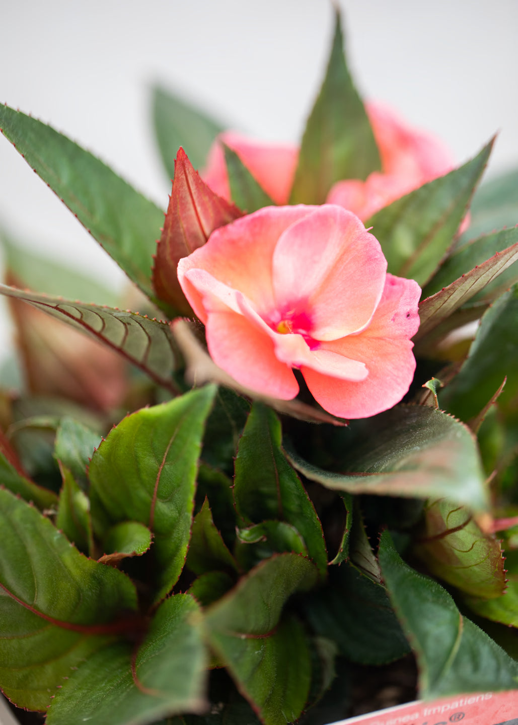 Impatiens 'New Guinea Deep Salmon'