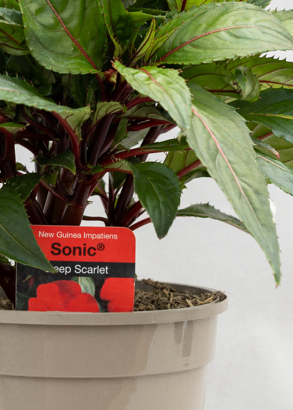 Impatiens 'New Guinea Deep Scarlet'