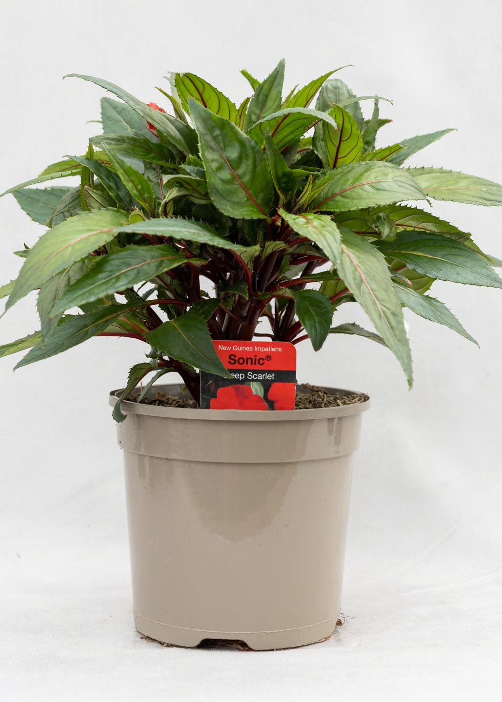 Impatiens 'New Guinea Deep Scarlet'