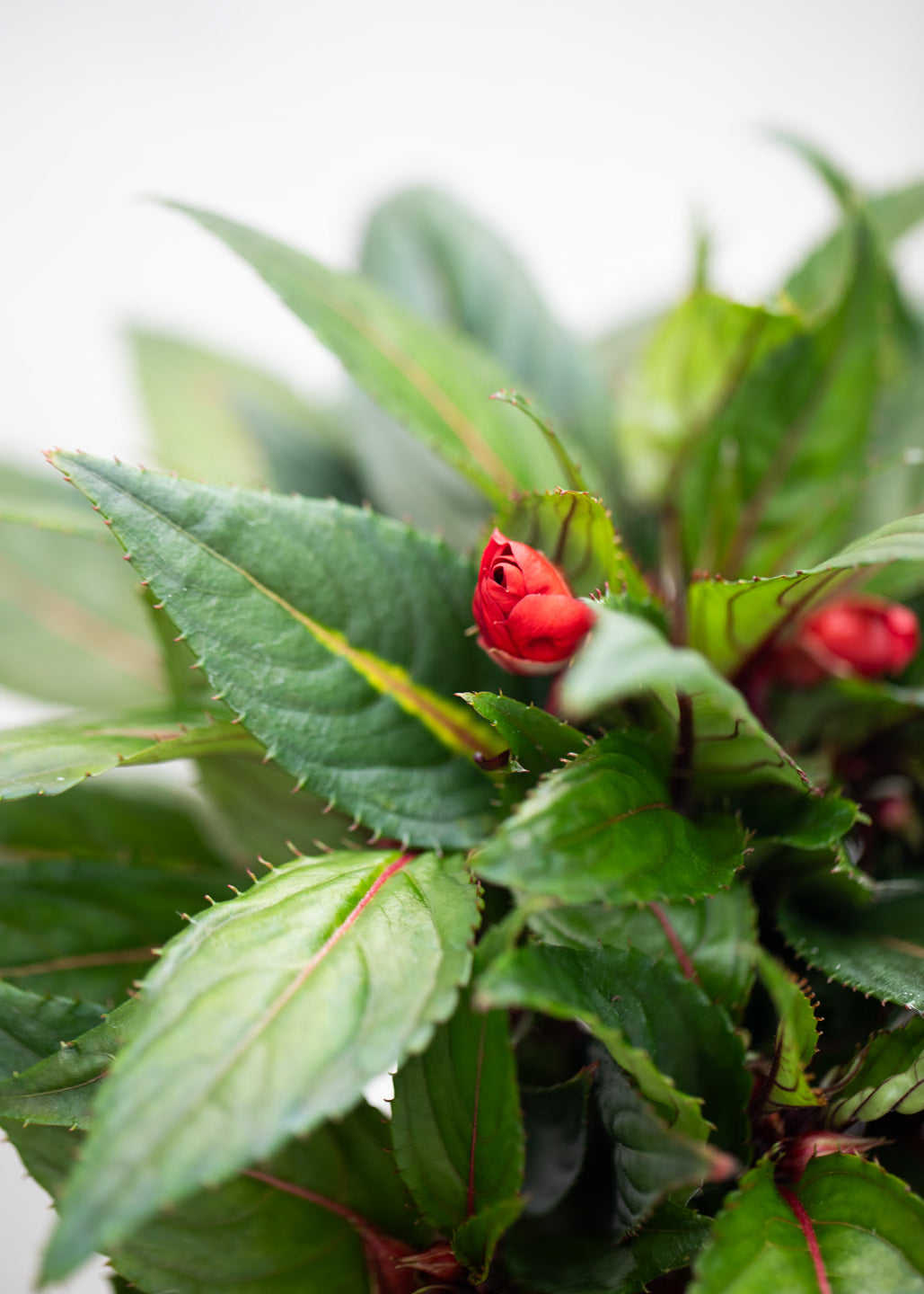 Impatiens 'New Guinea Deep Scarlet'
