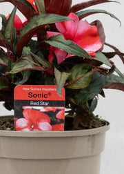 Impatiens 'New Guinea Red Star'