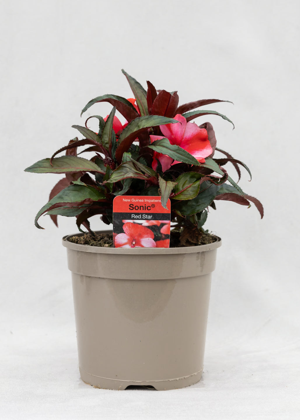 Impatiens 'New Guinea Red Star'