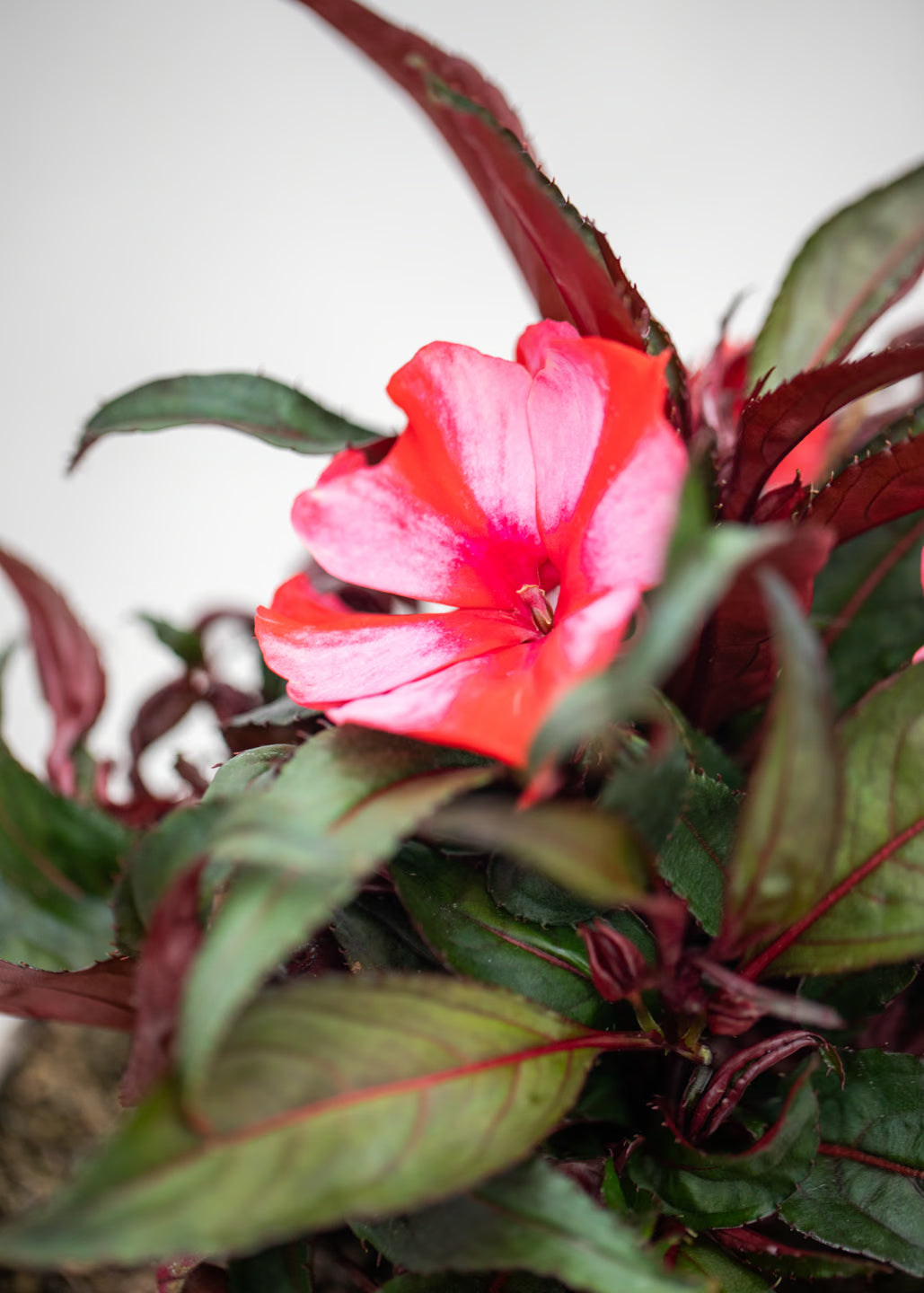 Impatiens 'New Guinea Red Star'